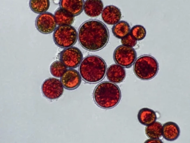 Ingrédients astaxanthine