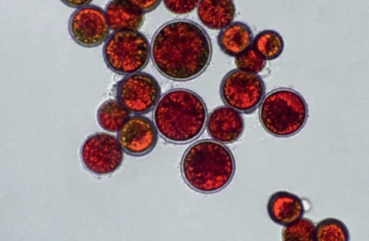 Ingrédients astaxanthine