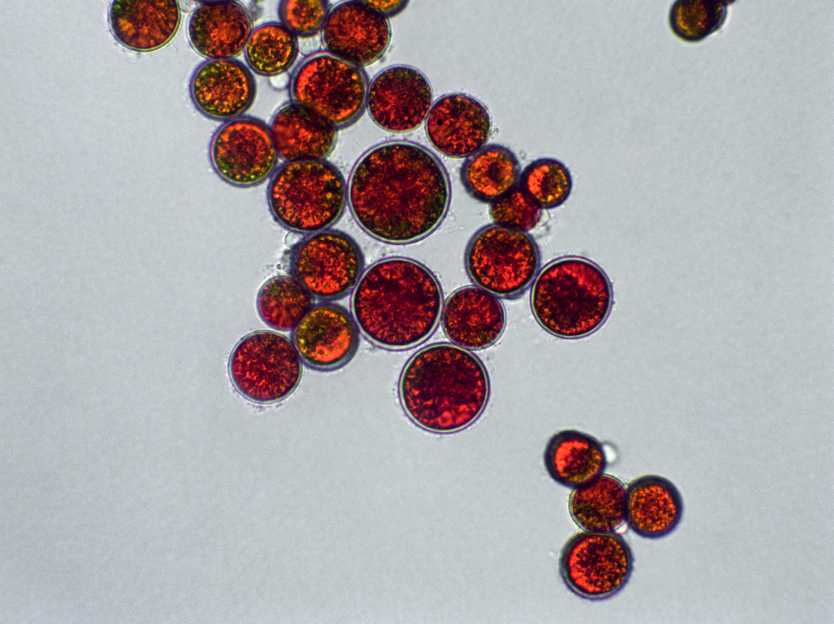 Pilulier Astaxanthine+ Byogenie Projet