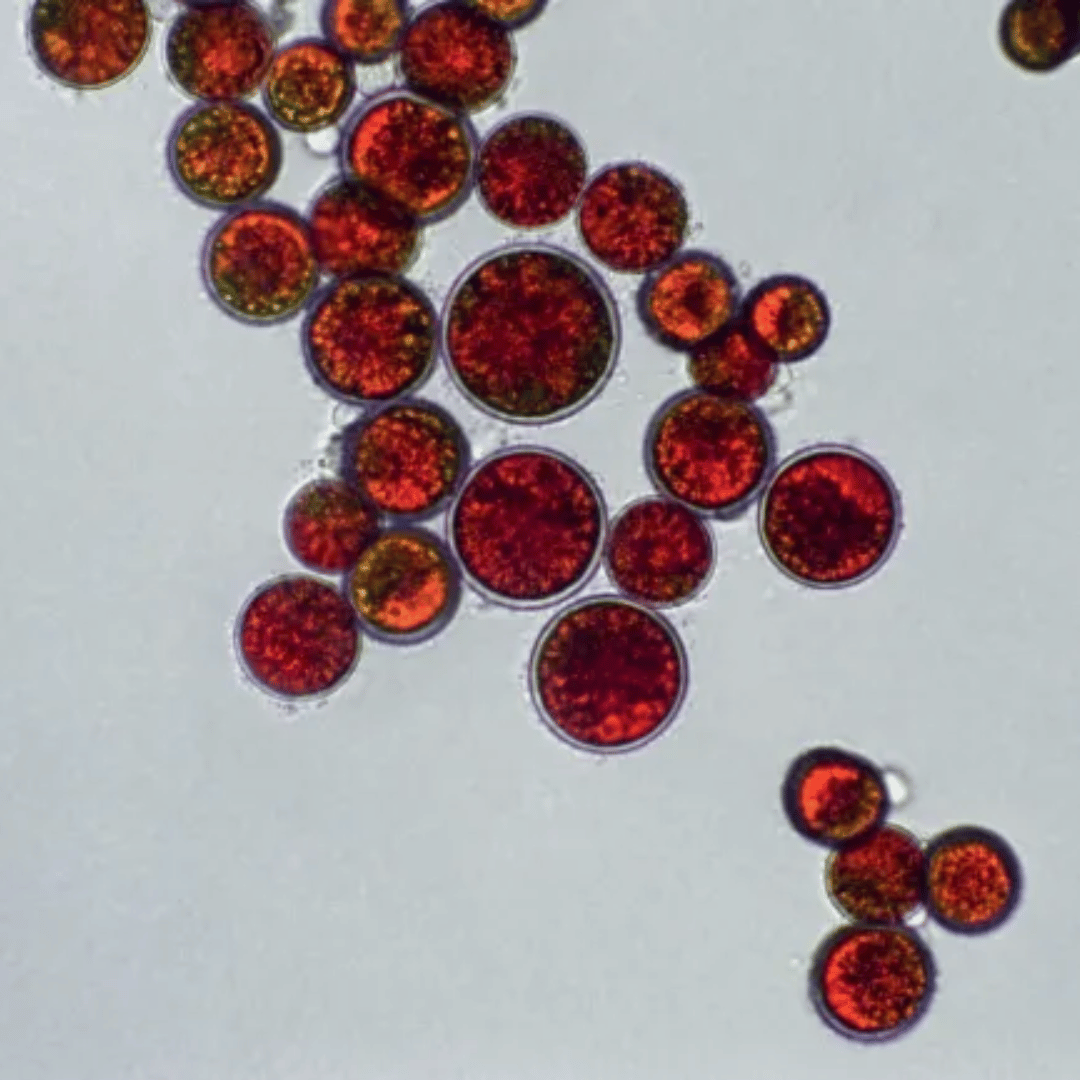 Pilulier Astaxanthine+ Byogenie Projet
